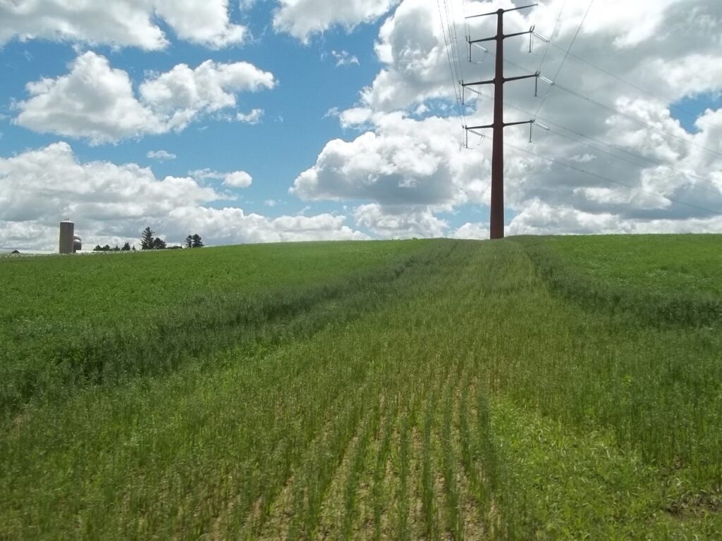 Restoration compliance inspection of electric transmission line right of way seeding structure.