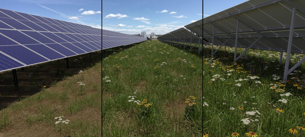 Three part rendering of revegetation created by using existing picture of farm field to visualize the restoration of habitat under a solar panels. Used to help stakeholders, community members, and the project sponsor engage in a productive discussion. Image created by Ryan Mehr-Biggs Merjent visualization graphic designer.