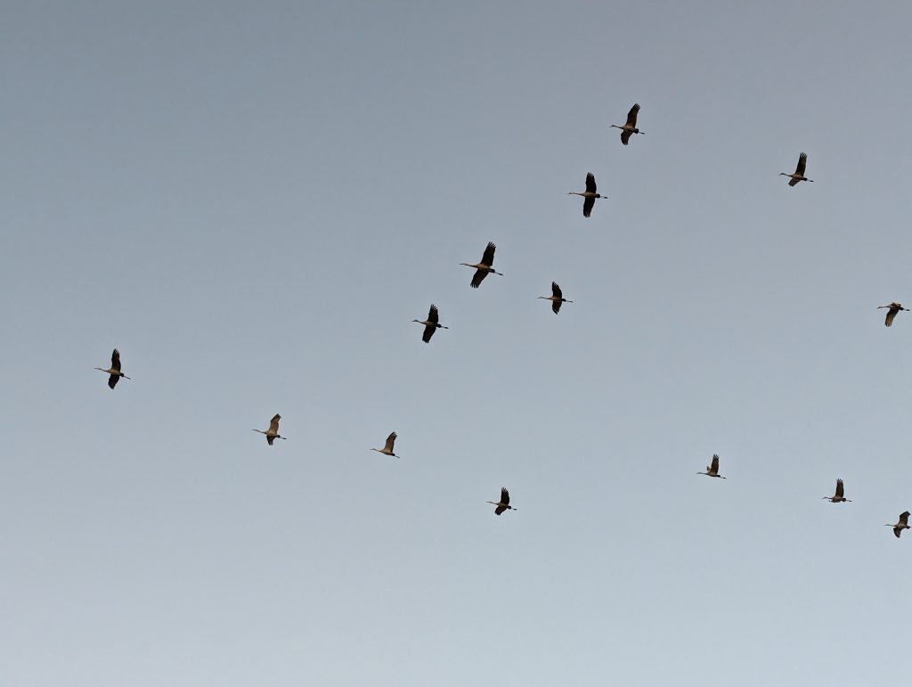 Flying sandhill cranes in wetland portion of 9 Springs Conservation Area near Madison, Wisconsin, April 2024, taken by geologist Rebecca Hillman.