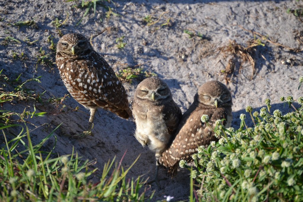 Sleepy Burrowing Owls in Cape Coral Florida taken by Professional Wetland Scientist James Engelhardt